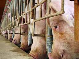 Voluntarios en terreno para el Congo